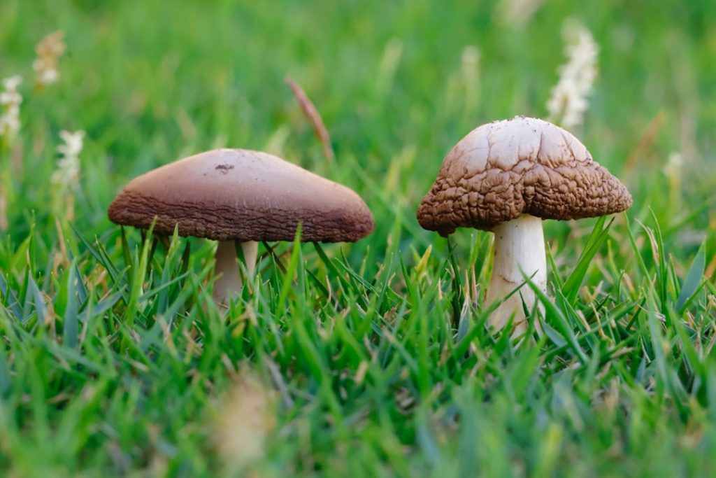 entdecken sie die vorteile des reishi-pilzes: stärkung des immunsystems, verbesserung der stressresistenz und förderung des allgemeinen wohlbefindens.